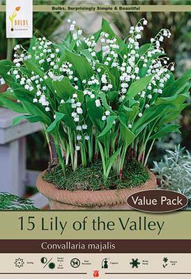 Convallaria majalis 'Lily of the Valley'