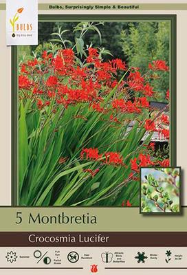 Crocosmia crocosmiiflora 'Lucifer'