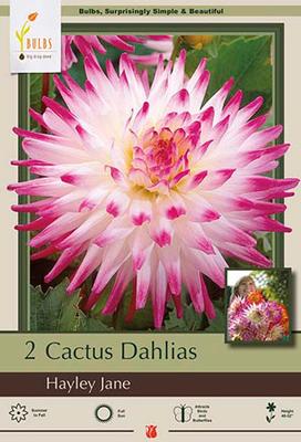 Dahlia Cactus 'Hayley Jane'