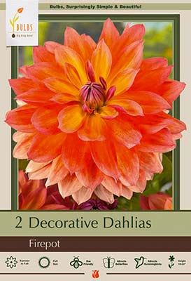 Dahlia Decorative 'Fire Pot'