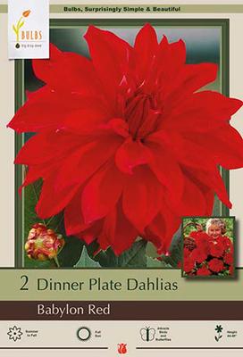 Dahlia Dinner Plate 'Babylon Red'