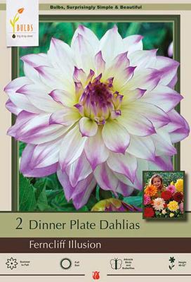 Dahlia Dinner Plate 'Ferncliff Illusion'