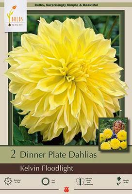 Dahlia Dinner Plate 'Kelvin Floodlight'