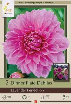 Dahlia Dinner Plate 'Lavender Perfection'