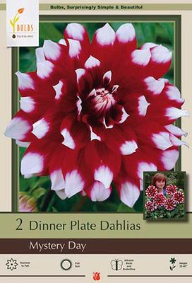 Dahlia Dinner Plate 'Mystery Day'