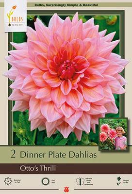 Dahlia Dinner Plate 'Otto's Thrill'