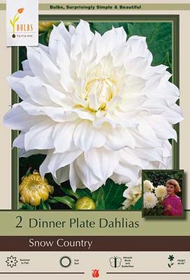 Dahlia Dinner Plate 'Snow Country'