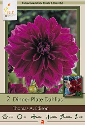 Dahlia Dinner Plate 'Thomas A  Edison'