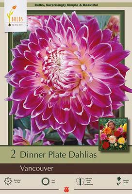 Dahlia Dinner Plate 'Vancouver'