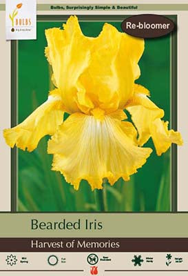 Iris germanica 'Harvest of Memories'