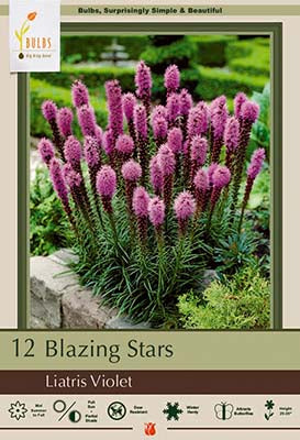 Liatris spicata 'Violet'