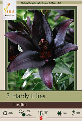 Lilium Asiatic 'Landini'