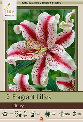 Lilium Oriental 'Dizzy'