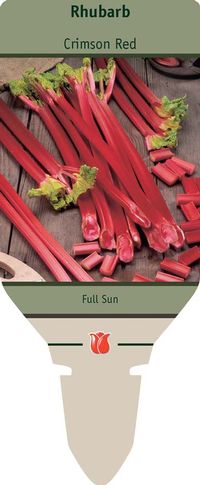 Rhubarb 'Crimson Red'
