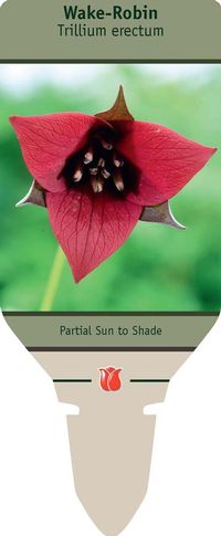 Trillium erectum Red