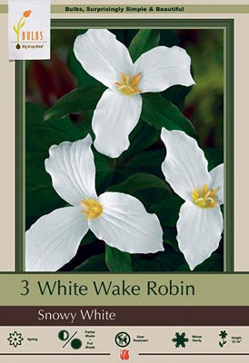Trillium grandiflorum 'Snowy White'
