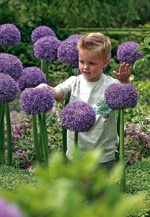 Allium 'Gladiator'