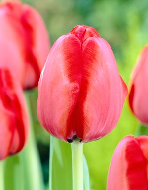 Tulip 'Apeldoorn'