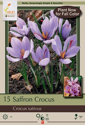 Crocus sativus 'Saffron'