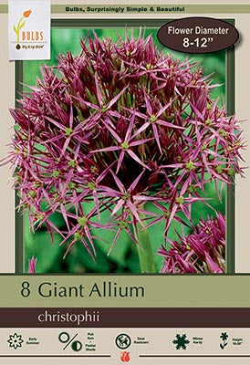 Allium christophii