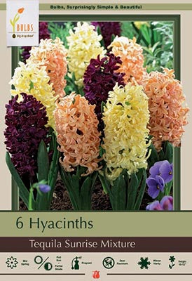 Hyacinth orientalis 'Tequila Sunrise Mixture'