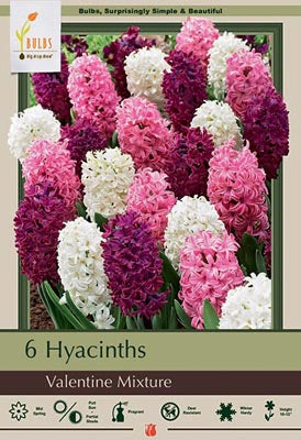 Hyacinth orientalis 'Valentine Mixture'