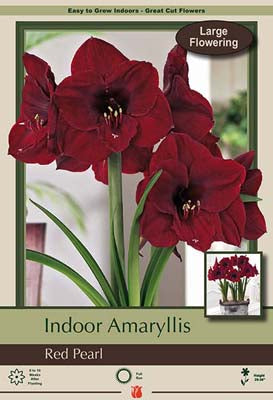 Amaryllis Red Pearl