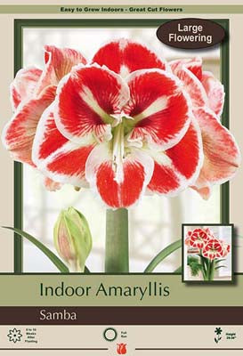 Amaryllis Samba