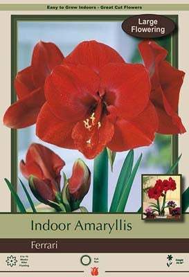 Amaryllis Ferrari