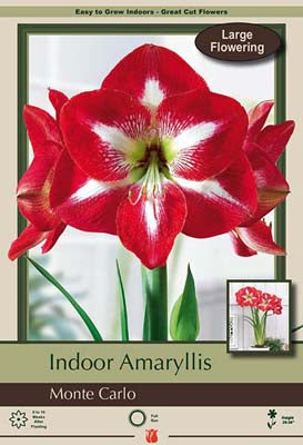 Amaryllis Monte Carlo