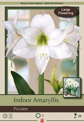 Amaryllis 'Picotee'