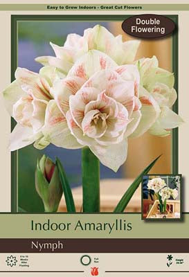 Amaryllis Nymph