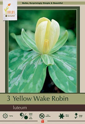 Trillium luteum