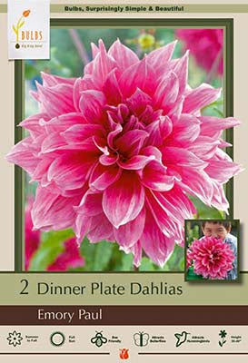 Dahlia Dinner Plate 'Emory Paul'