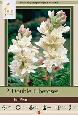 Polianthes tuberosa 'The Pearl'