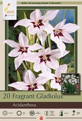 Gladiolus 'Acidanthera murielae'