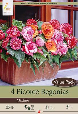 Begonia Bi-Color Picotee Mix'