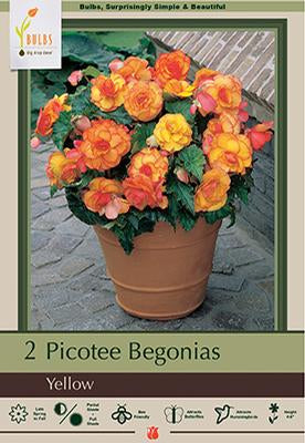 Begonia 'Picotee Yellow'