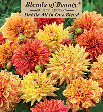 Dahlia Decorative 'All in One Blend