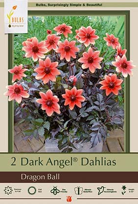Dahlia Dark Angel 'Dragon Ball'