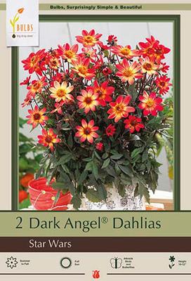 Dahlia Dark Angel 'Star Wars'