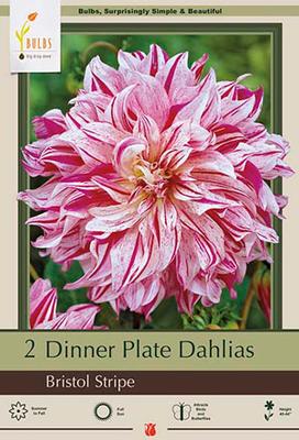 Dahlia Dinner Plate 'Bristol Stripe'