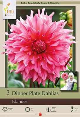 Dahlia Dinner Plate 'Islander'