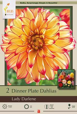 Dahlia Dinner Plate 'Lady Darlene'