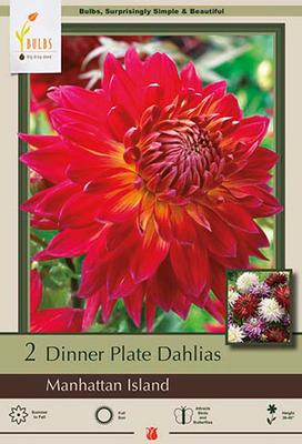 Dahlia Dinner Plate 'Manhattan Island'