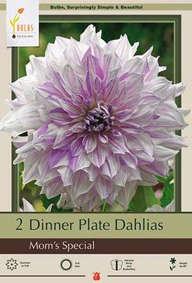 Dahlia Dinner Plate 'Mom's Special'