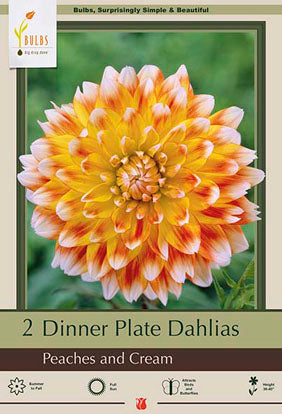 Dahlia Dinner Plate 'Peaches And Cream'