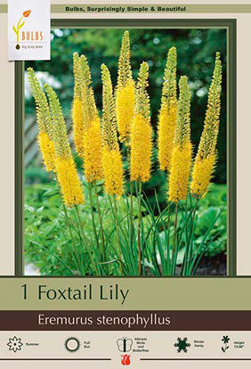 Eremurus stenophyllus Bungei