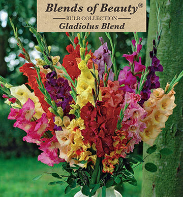 Gladiolus Large Flowering 'Blend'