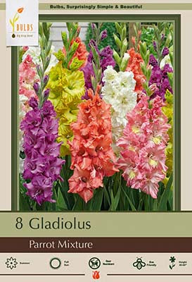 Gladiolus 'Parrot Mixture'